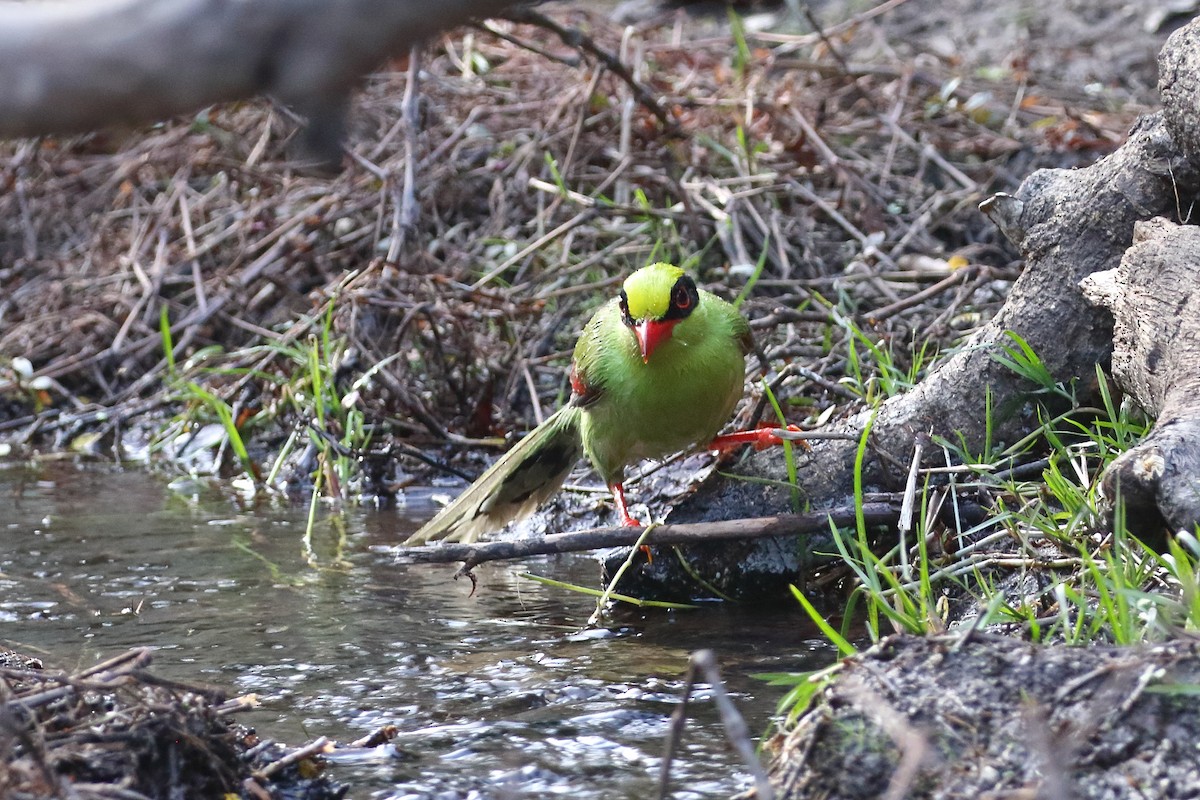 Common Green-Magpie - ML637868939