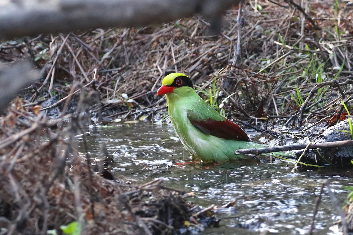 Common Green-Magpie - ML637868940