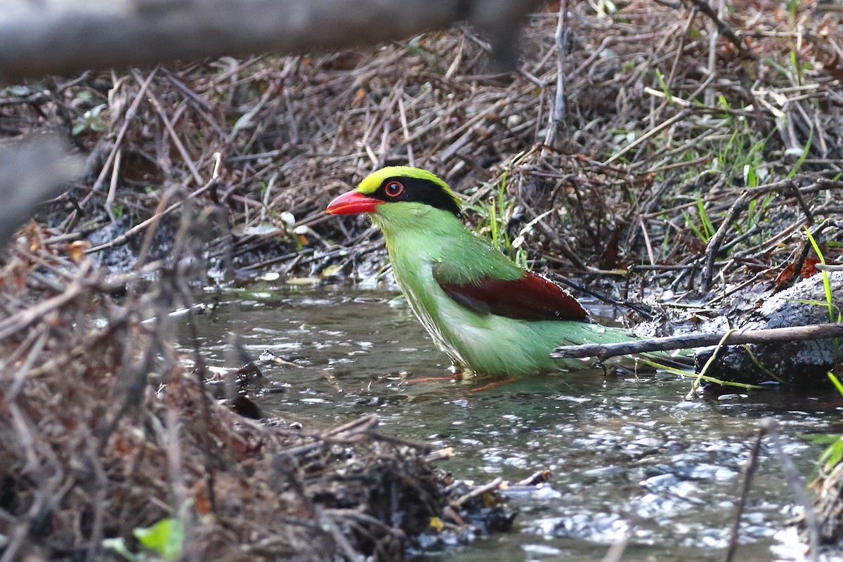 Common Green-Magpie - ML637868941