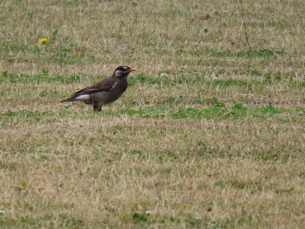 White-cheeked Starling - ML637868967
