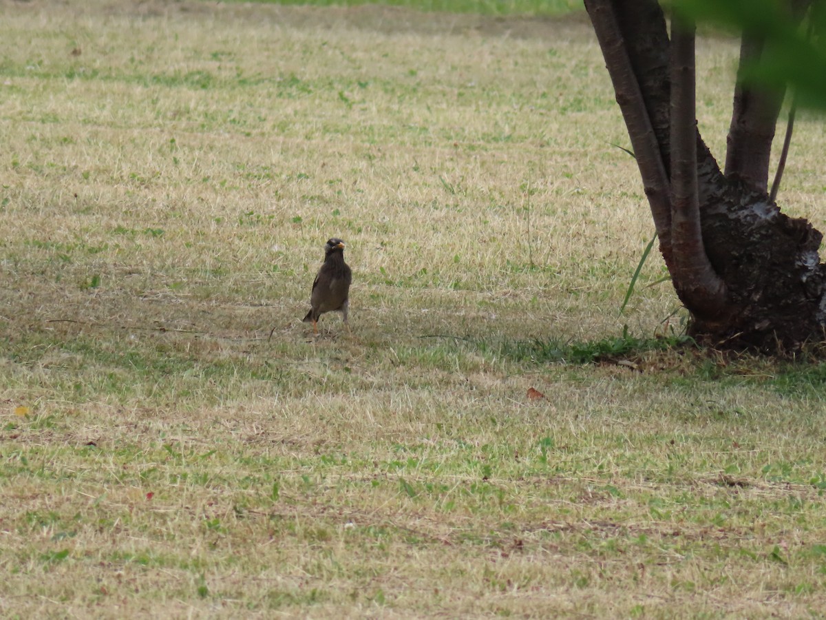 White-cheeked Starling - ML637868968
