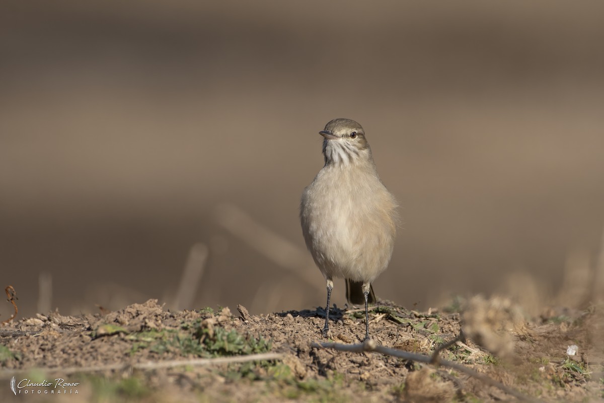 Lesser Shrike-Tyrant - ML637868971