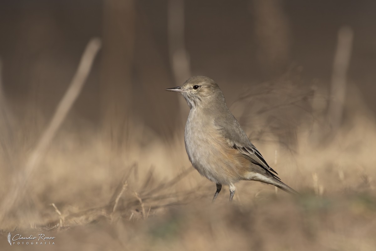 Lesser Shrike-Tyrant - ML637868972