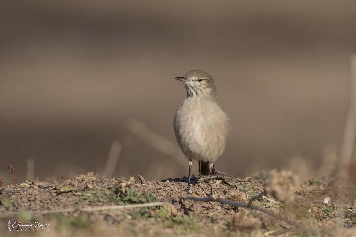 Lesser Shrike-Tyrant - ML637868973