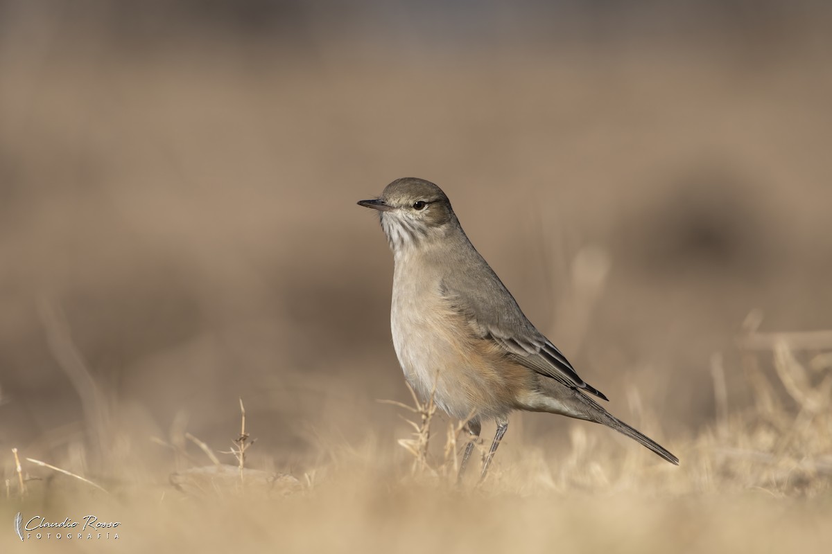 Lesser Shrike-Tyrant - ML637868974