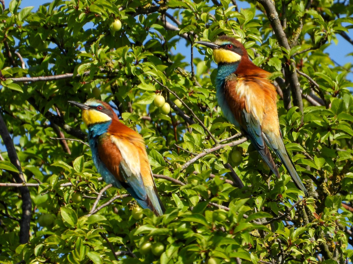 European Bee-eater - ML637868976