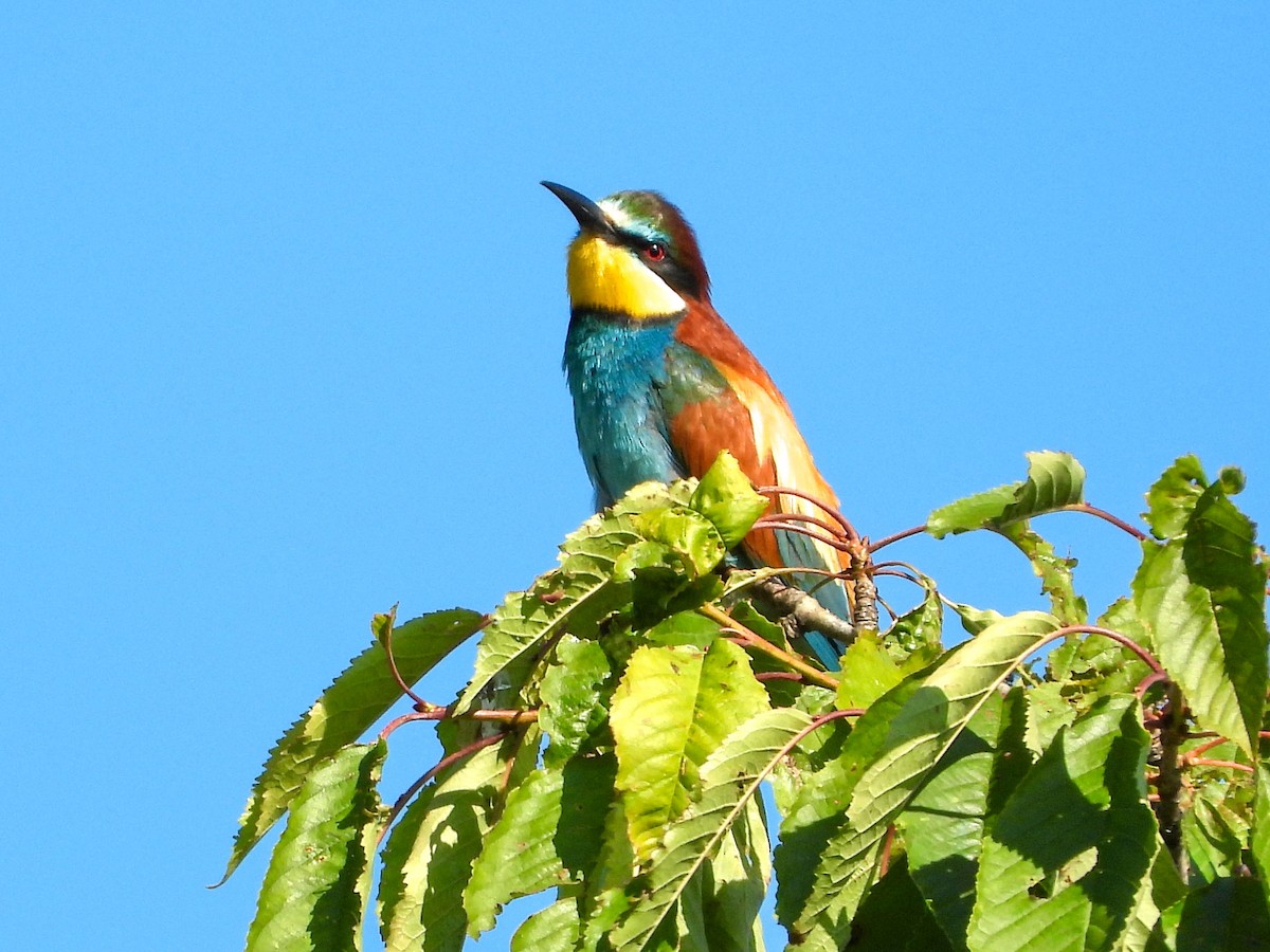 European Bee-eater - ML637868978