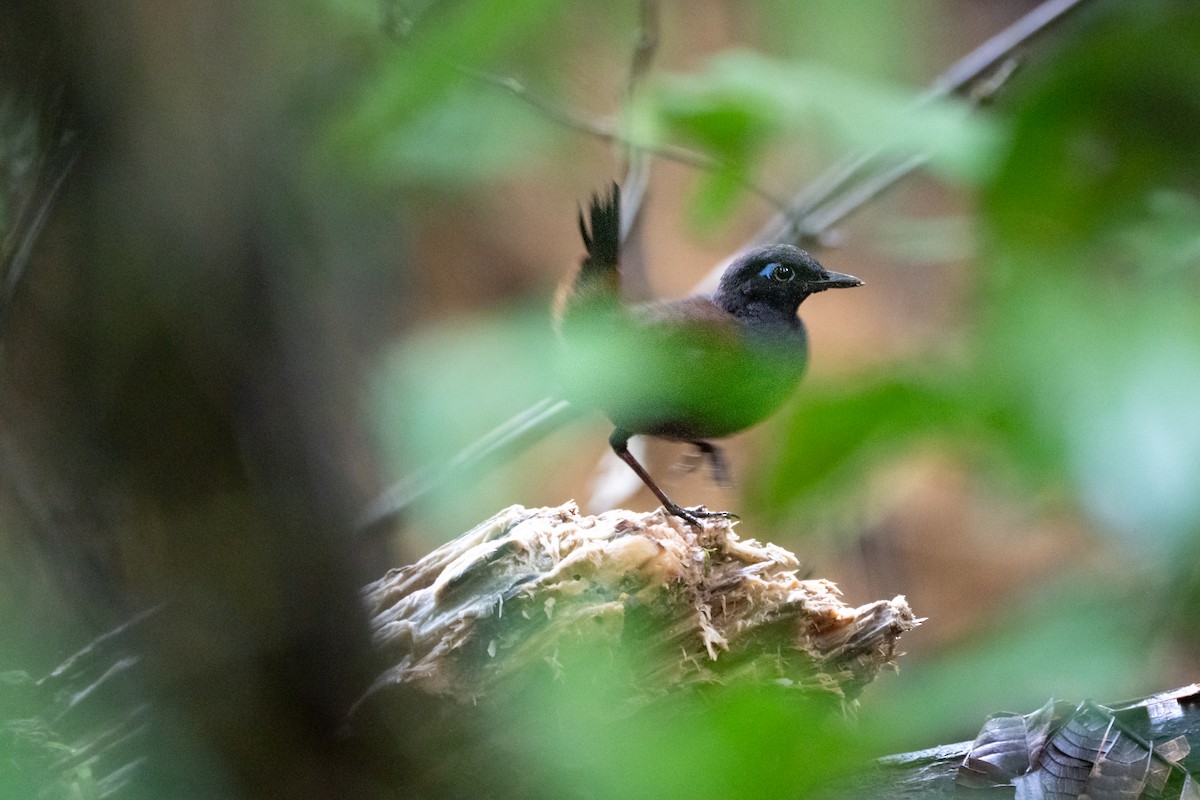 Black-headed Antthrush - ML637868981