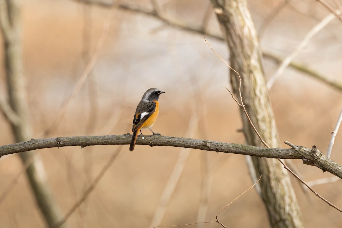 Daurian Redstart - ML637868982
