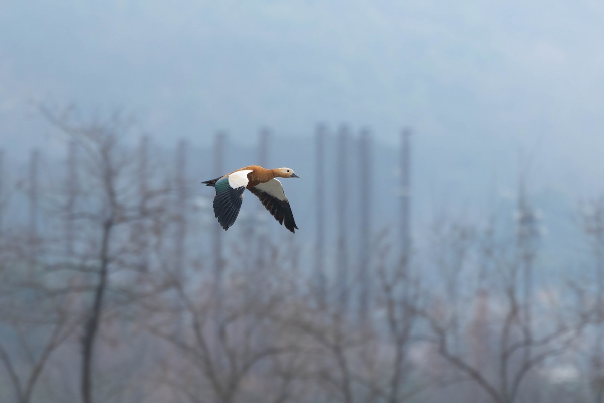 Ruddy Shelduck - ML637868985