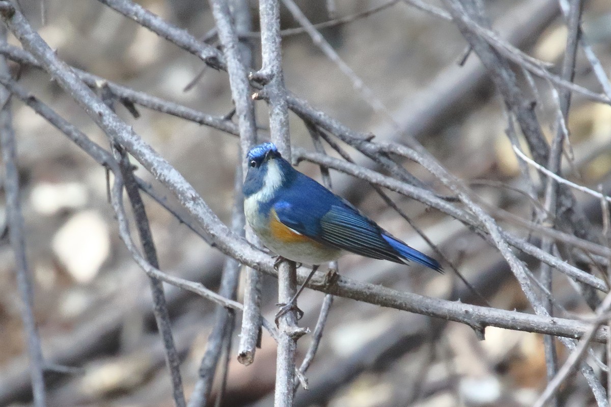 Himalayan Bluetail - ML637868988