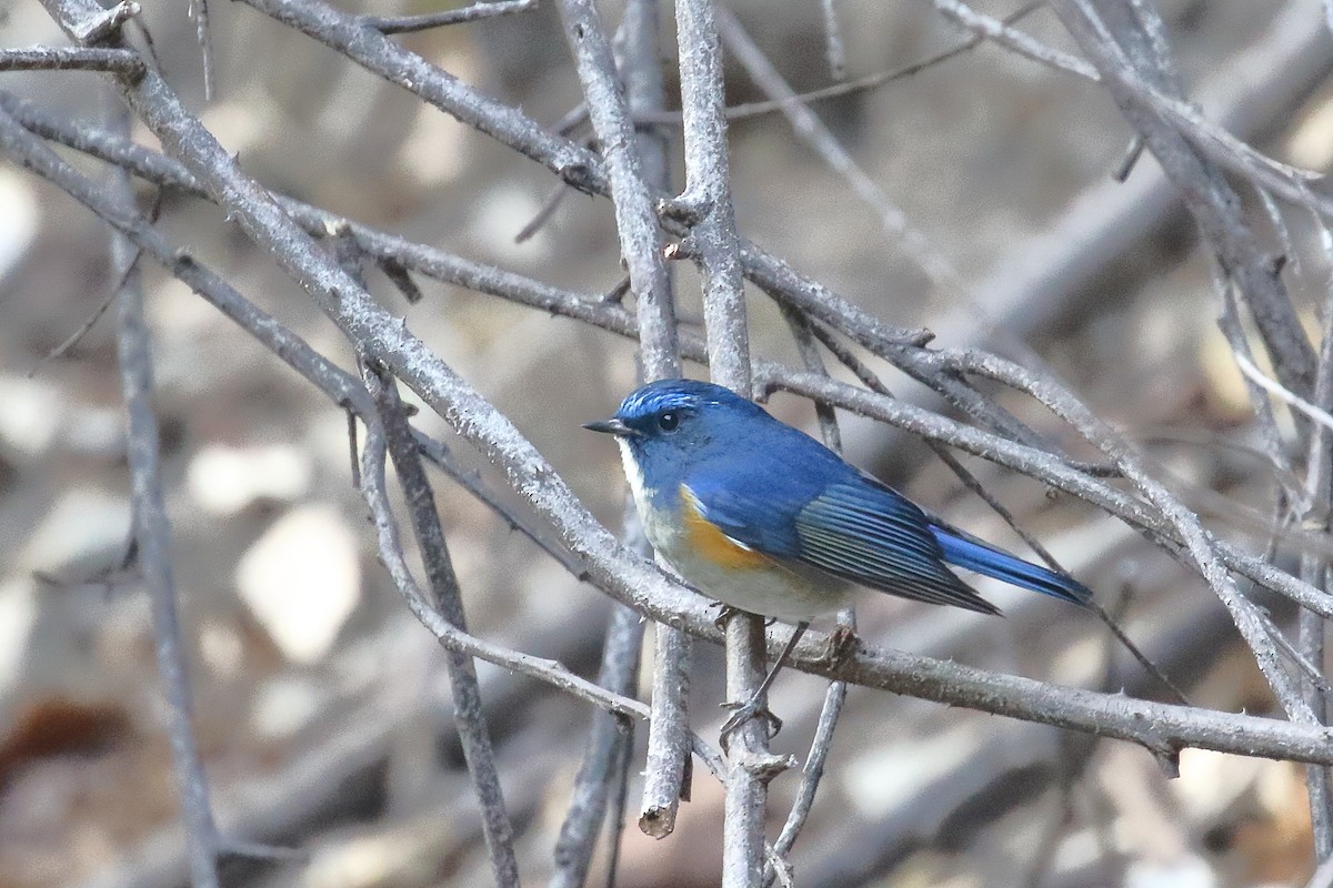Himalayan Bluetail - ML637868989