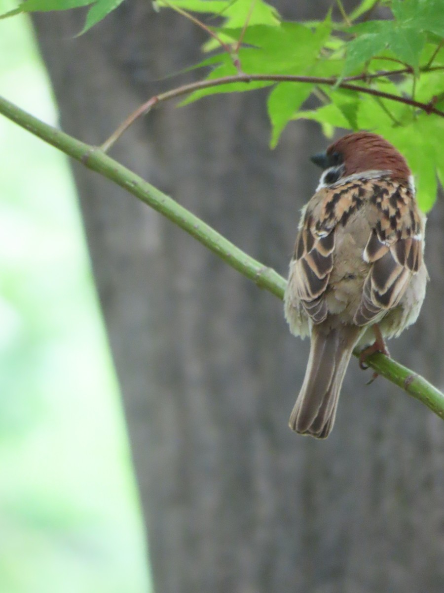 Eurasian Tree Sparrow - ML637868992