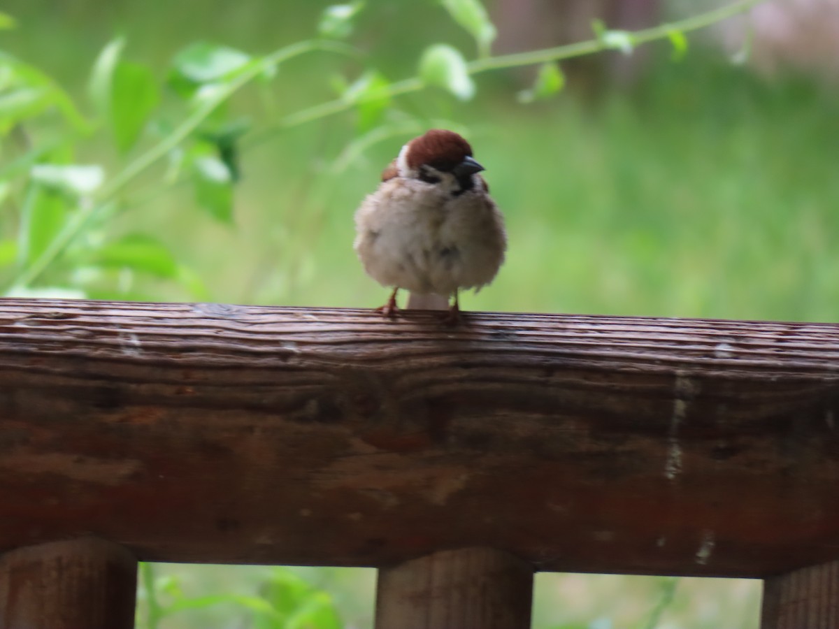 Eurasian Tree Sparrow - ML637868993