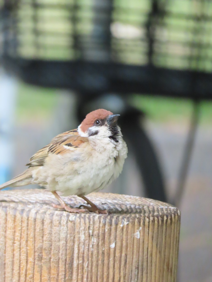 Eurasian Tree Sparrow - ML637868994
