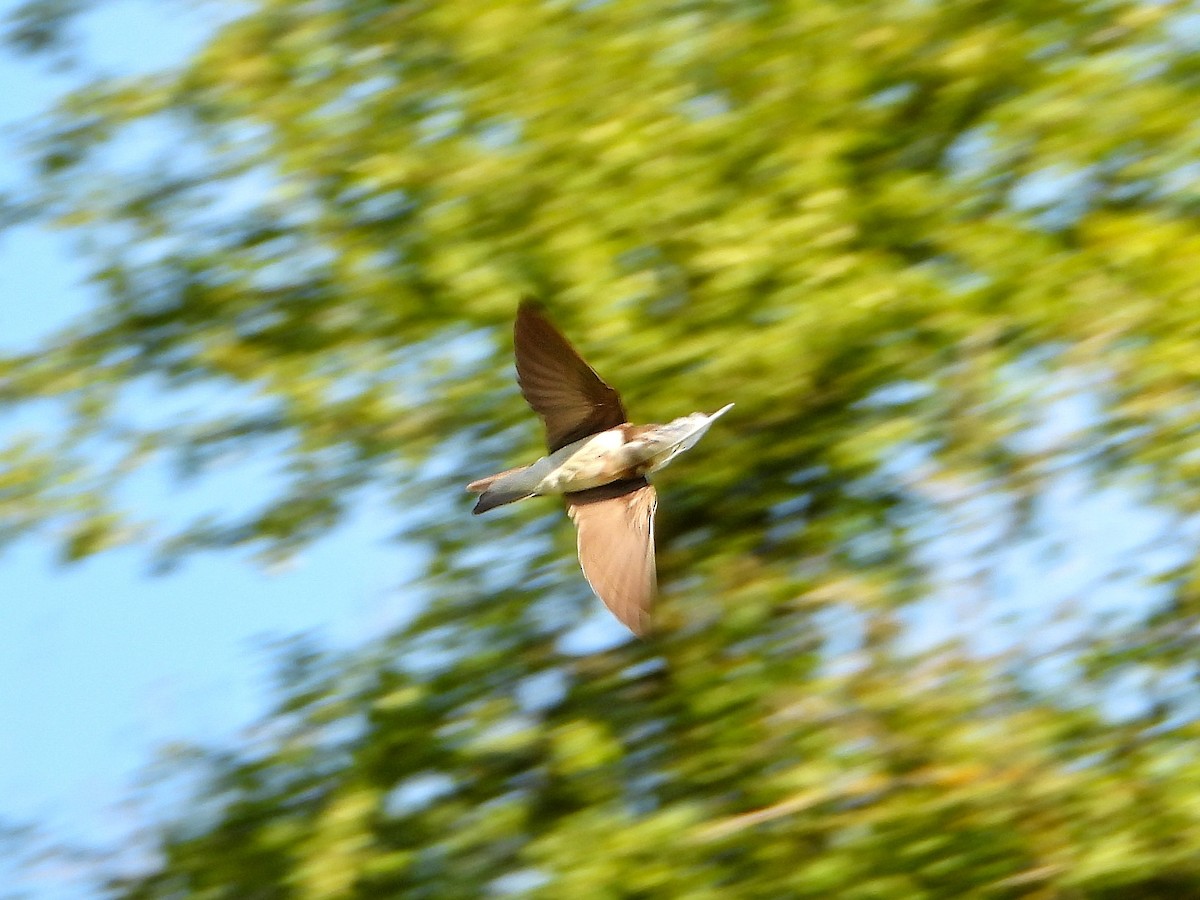 Bank Swallow - ML637868995