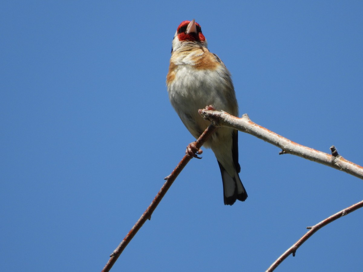European Goldfinch - ML637868997