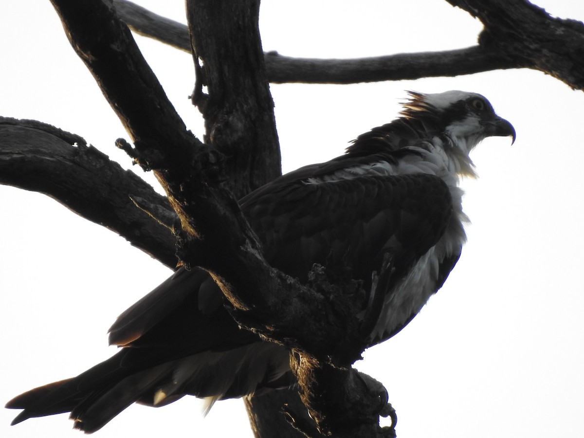 Osprey - ML637868998