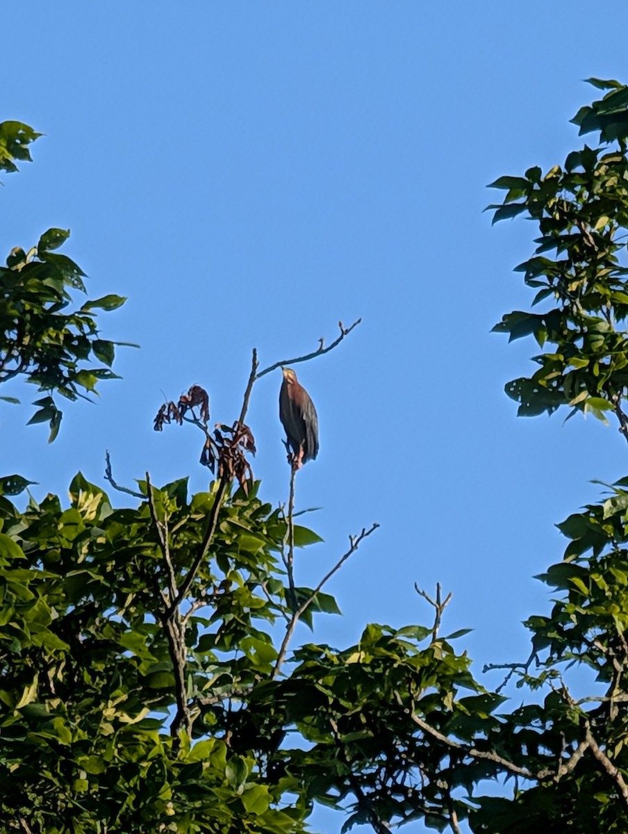 Grünreiher - ML637869024