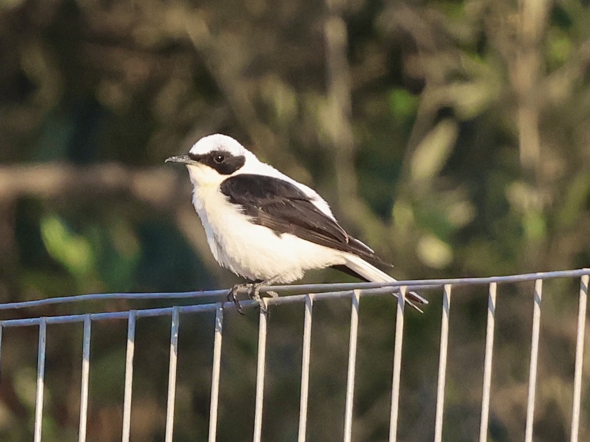 Balkansteinschmätzer - ML637869033