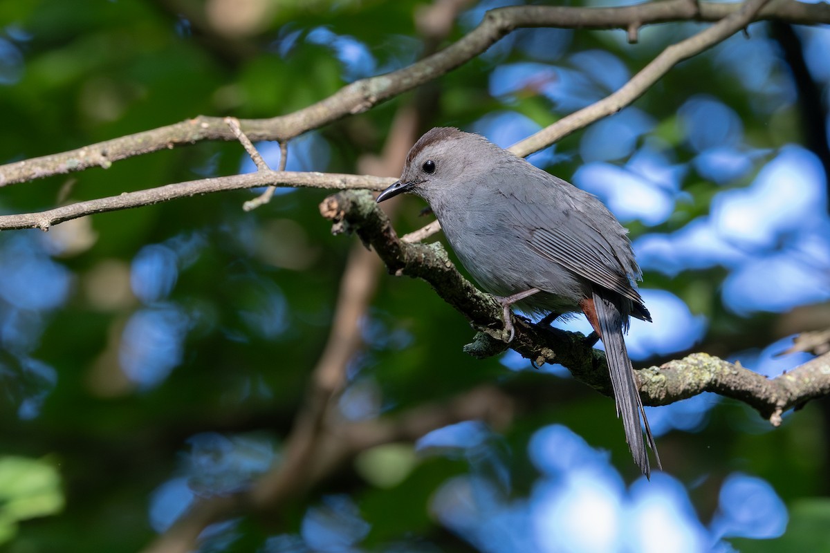 Katzenspottdrossel - ML637869034