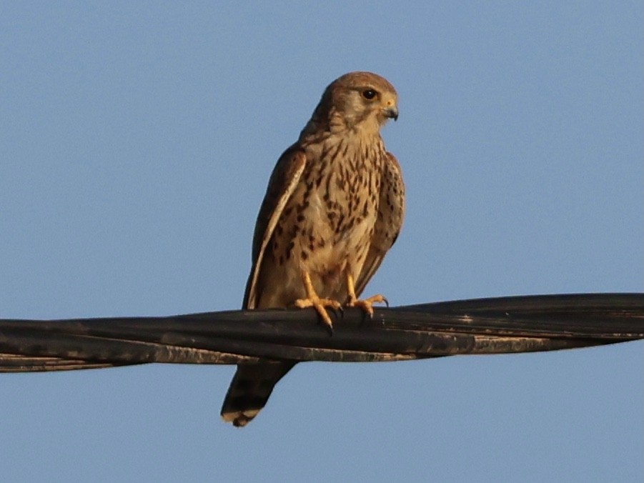 Turmfalke - ML637869043