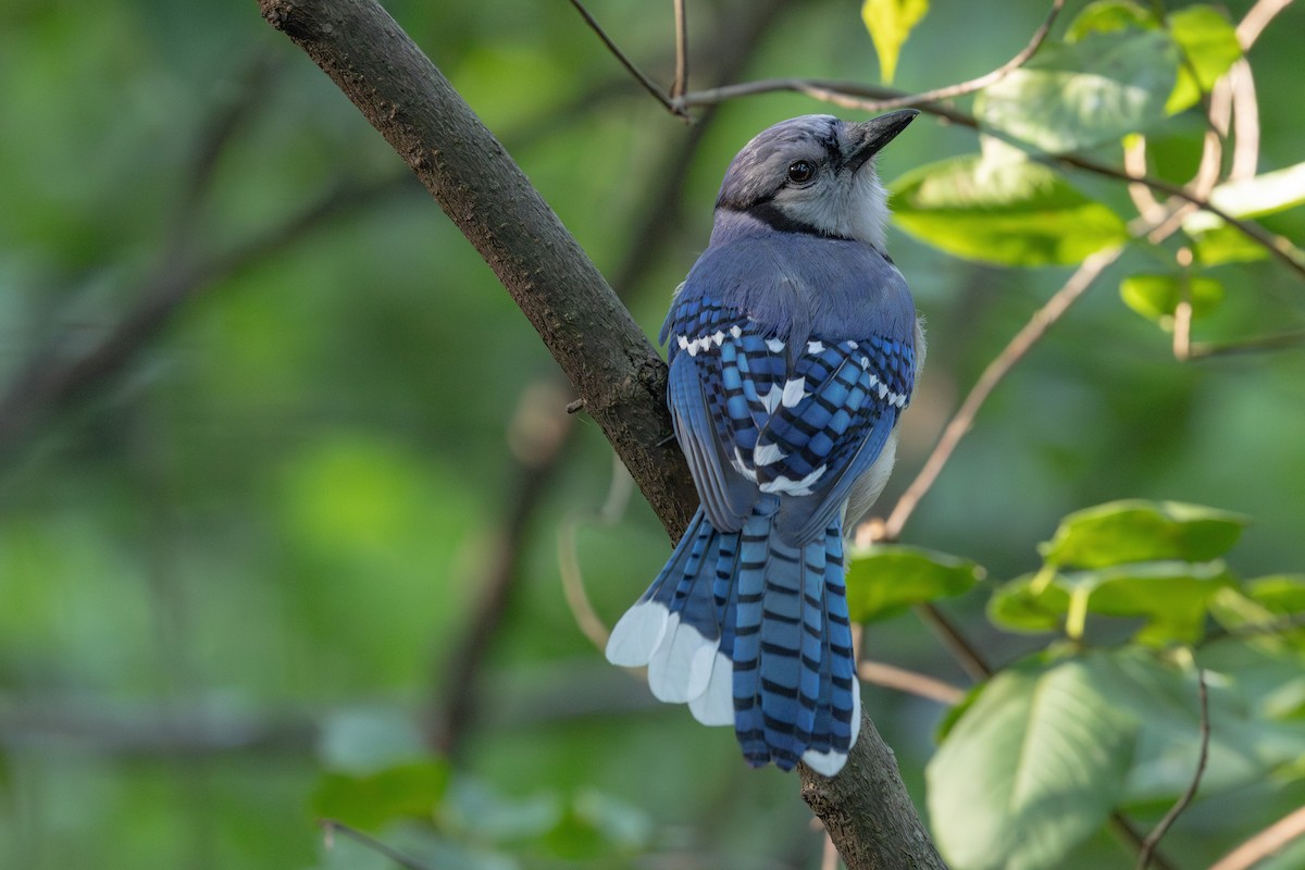 Blauhäher - ML637869057