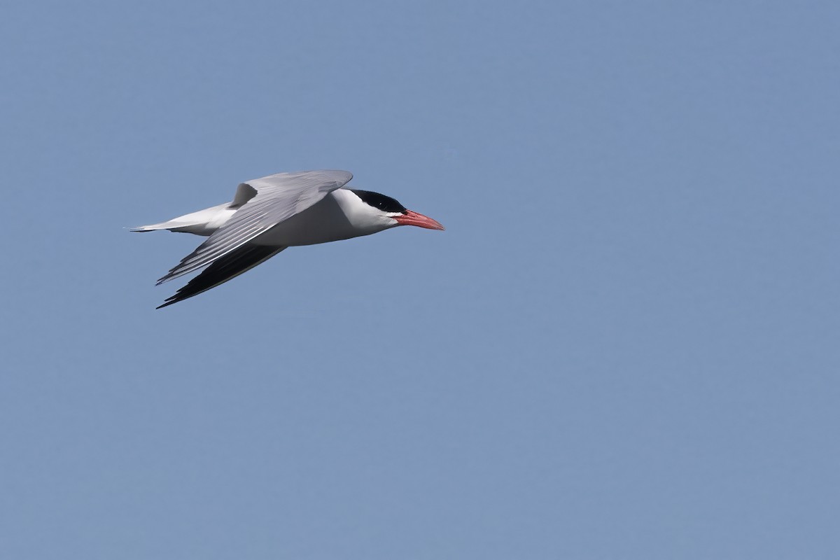 Caspian Tern - ML637869090