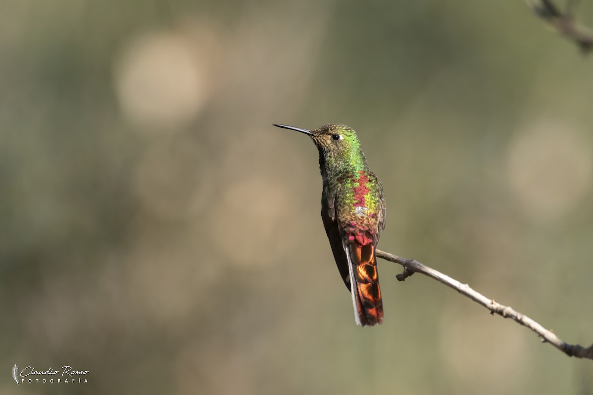 Colibri sapho - ML637869109