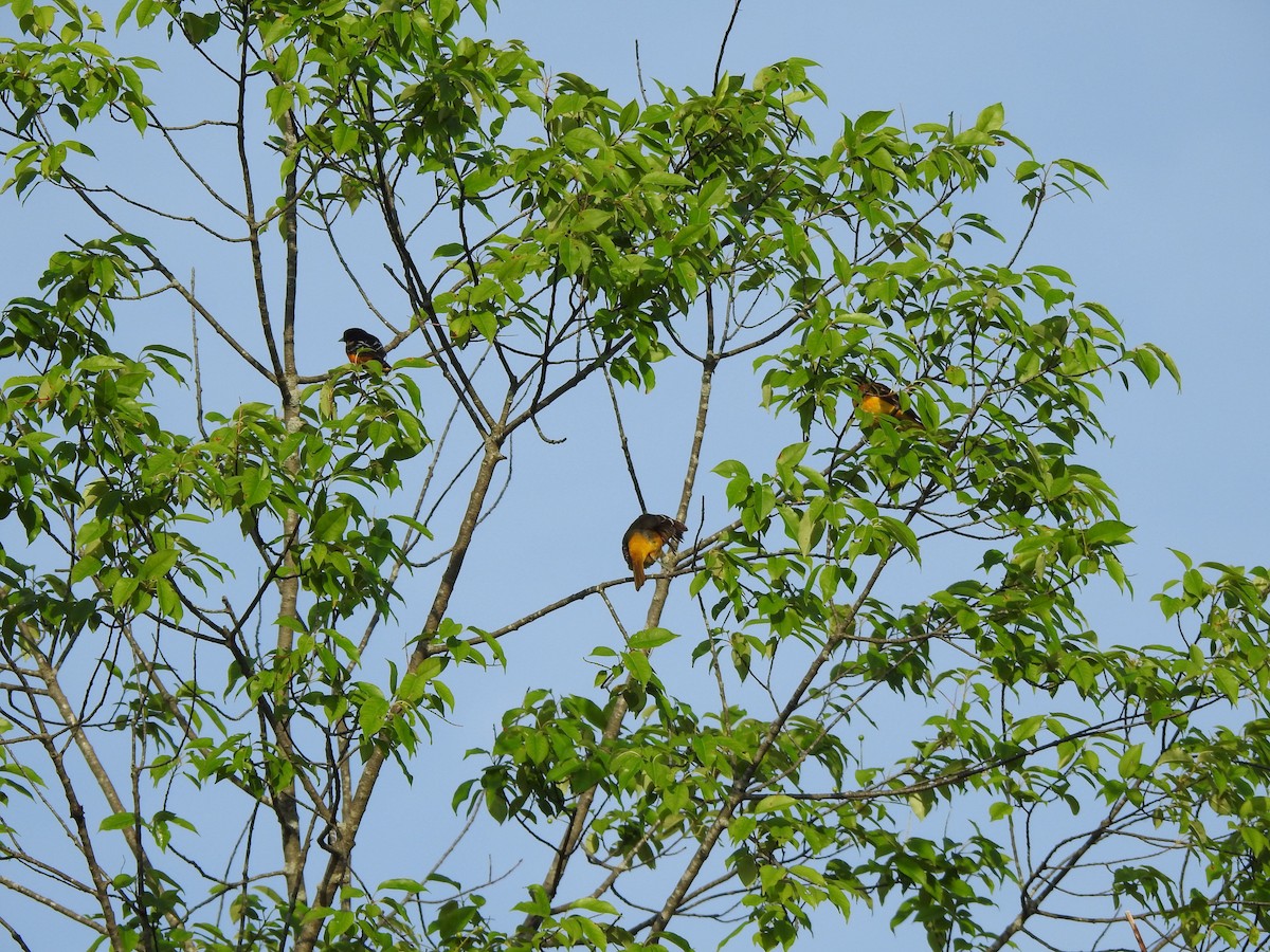 Oriole de Baltimore - ML637869112