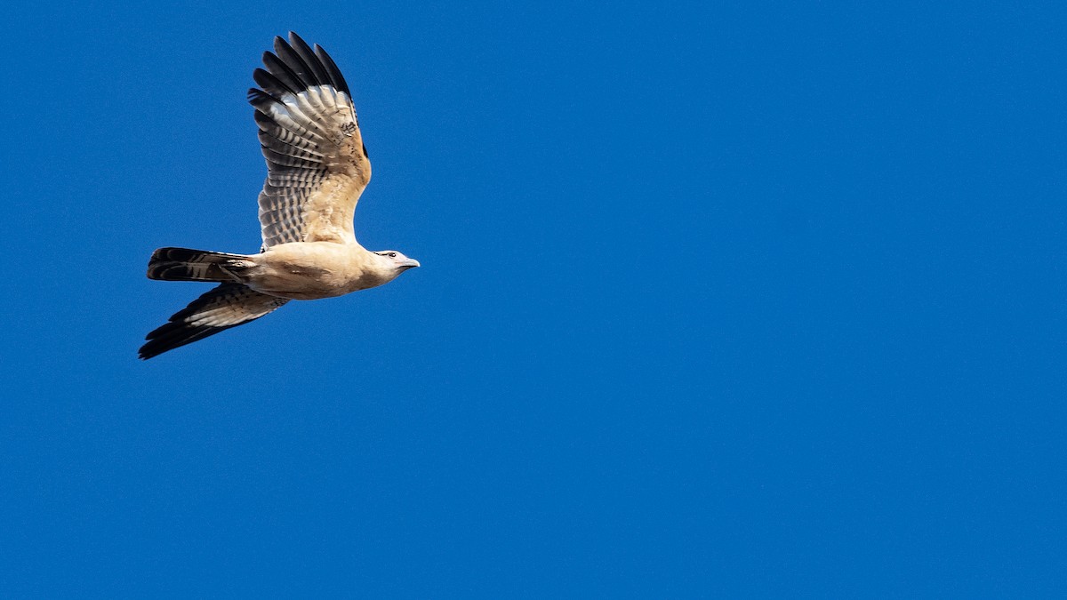 Caracara à tête jaune - ML637869118