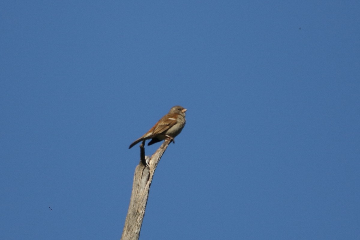 Moineau sud-africain - ML637869129