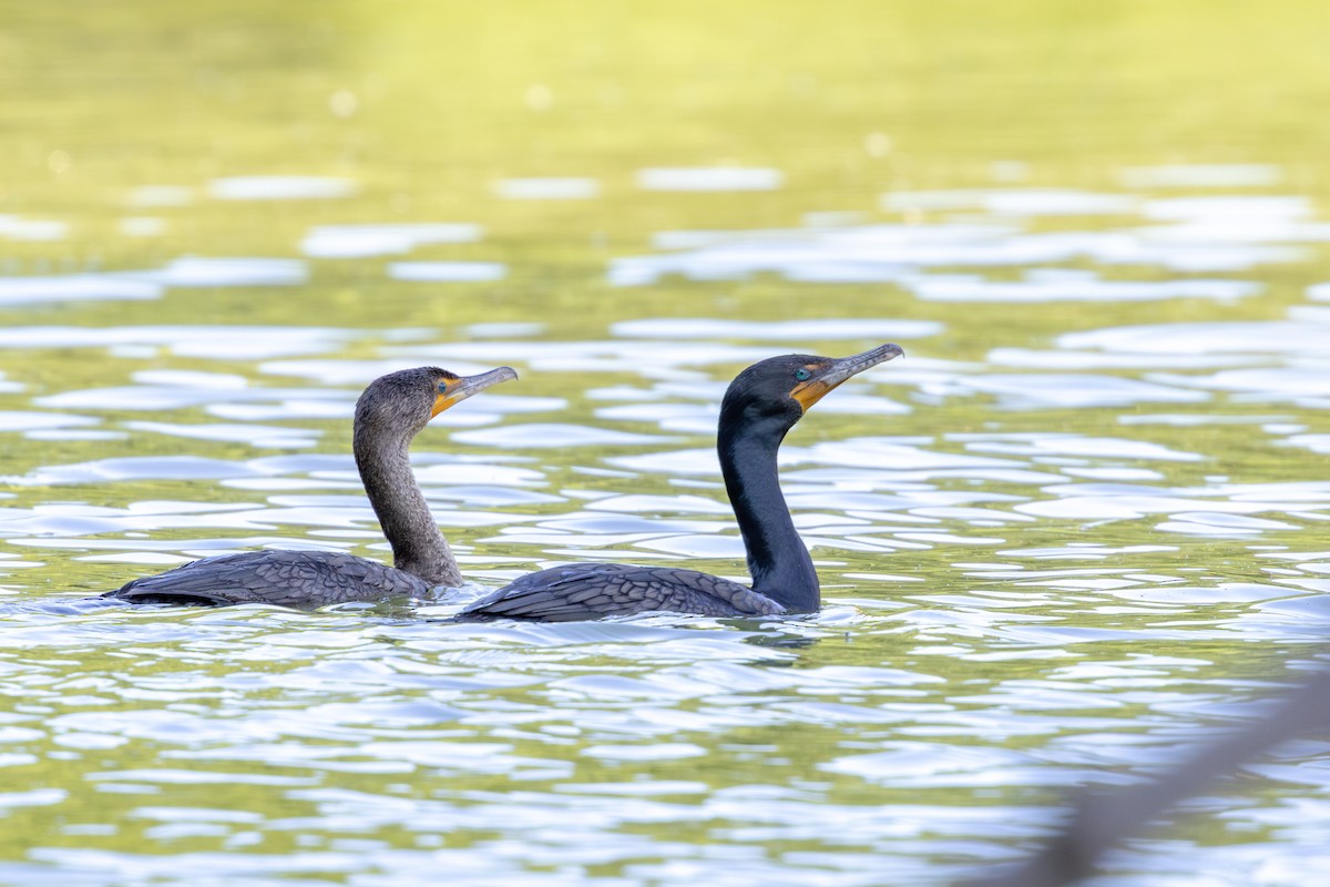 Cormoran à aigrettes - ML637869140
