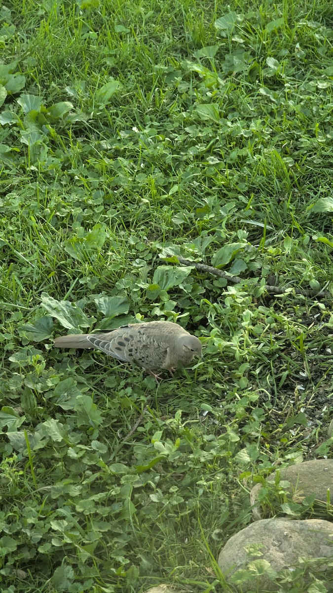 Mourning Dove - ML637869154