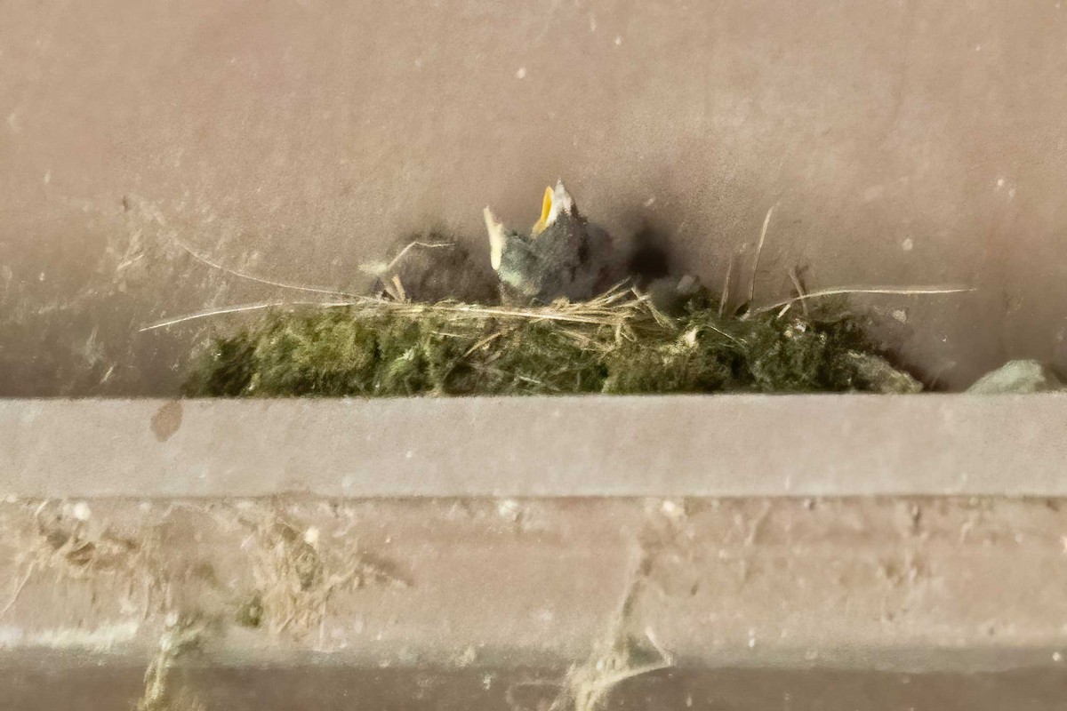 Eastern Phoebe - ML637869155