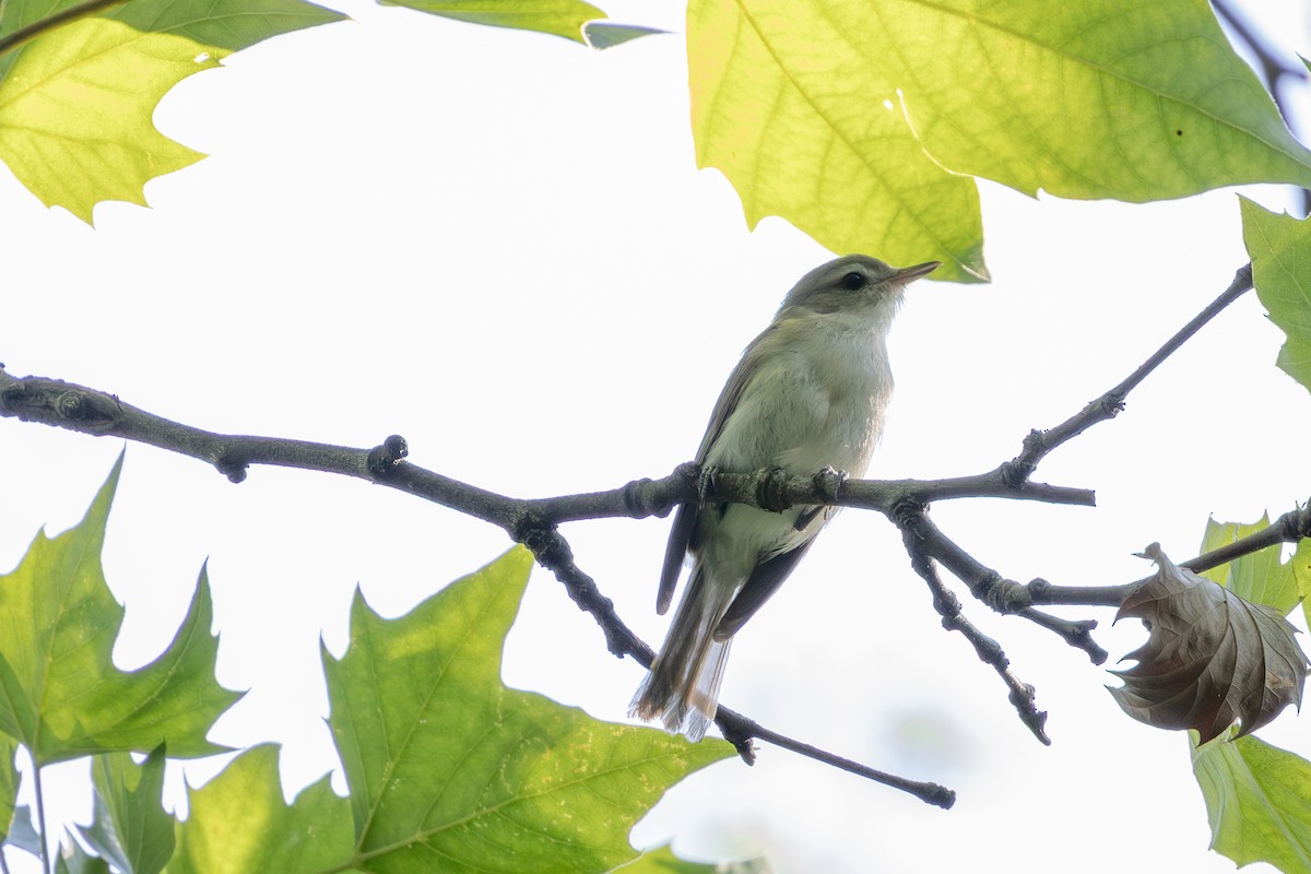 Vireo Gorjeador - ML637869164