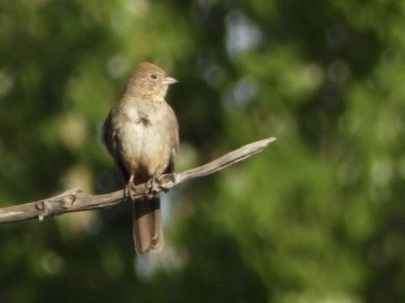 Canyon Towhee - ML637869186