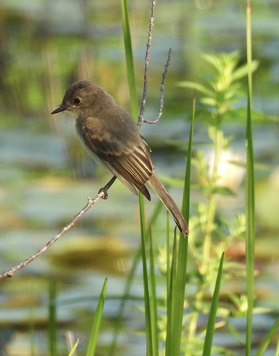 Mosquero Fibí - ML637869190