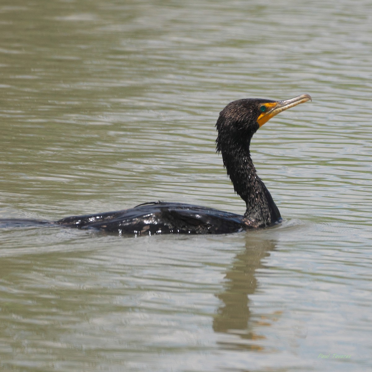 Cormorán Orejudo - ML637869201