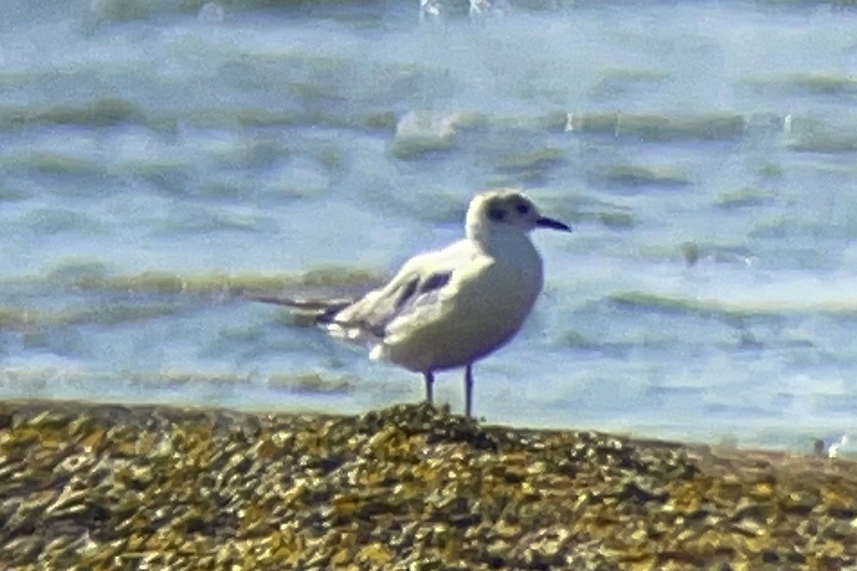Gaviota de Bonaparte - ML637869202