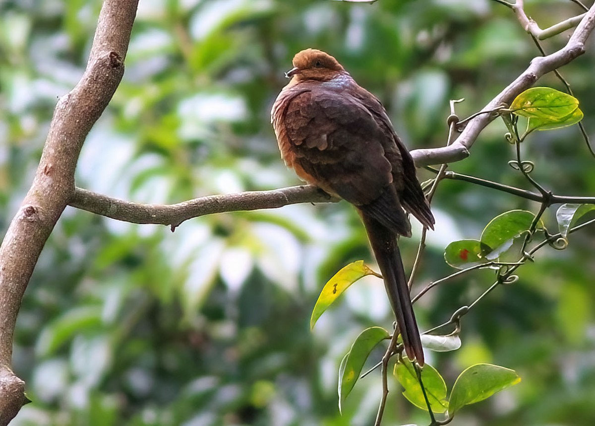Little Cuckoo-Dove - ML637869203