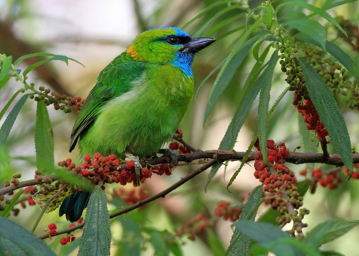 Golden-naped Barbet - ML637869214