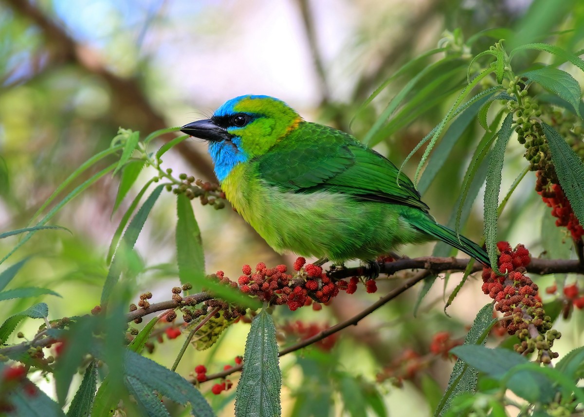 Golden-naped Barbet - ML637869215