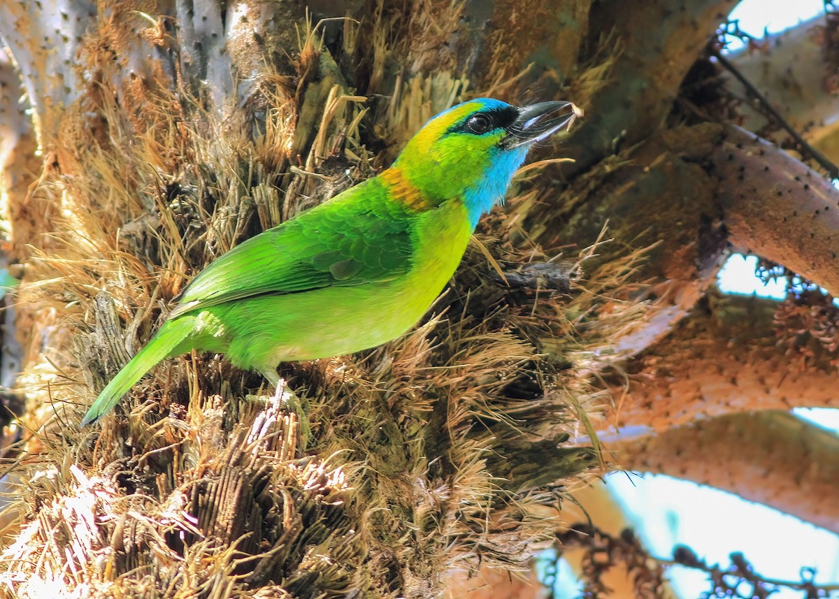 Golden-naped Barbet - ML637869216