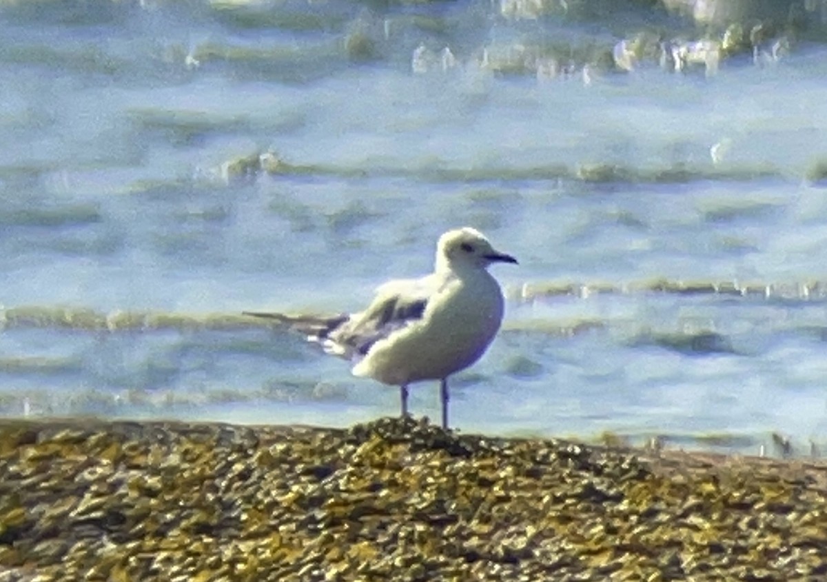 kanadahettemåke - ML637869224