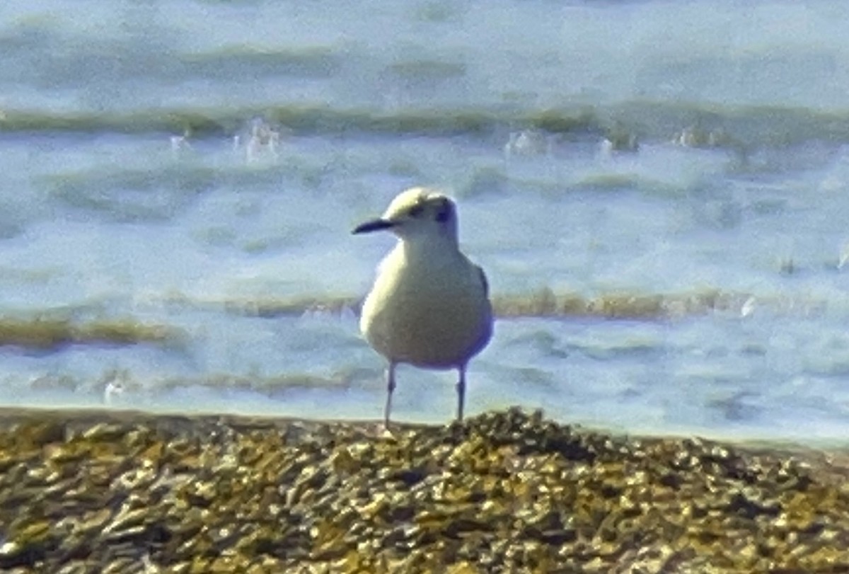 kanadahettemåke - ML637869226