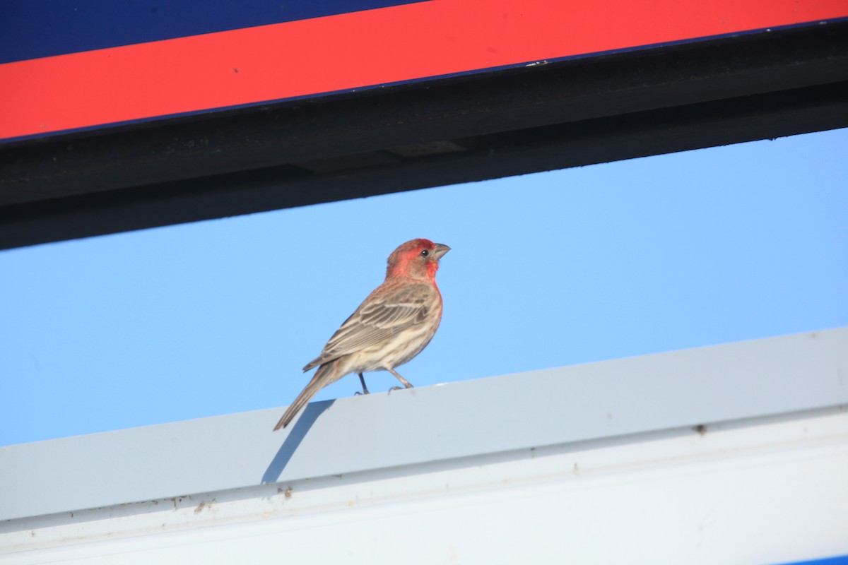 House Finch - ML637869231