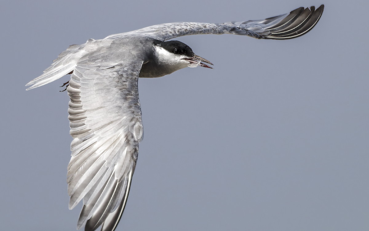 rybák bahenní - ML637869235