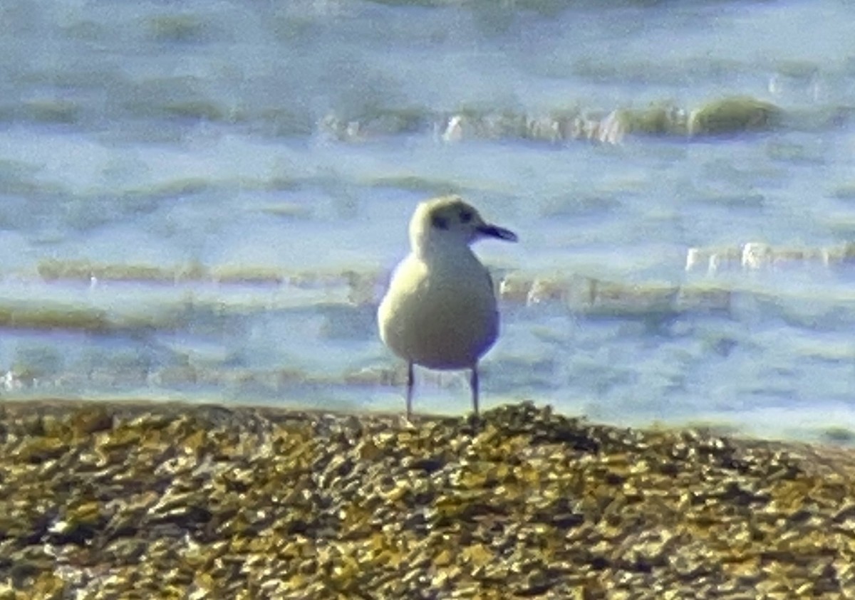 kanadahettemåke - ML637869239