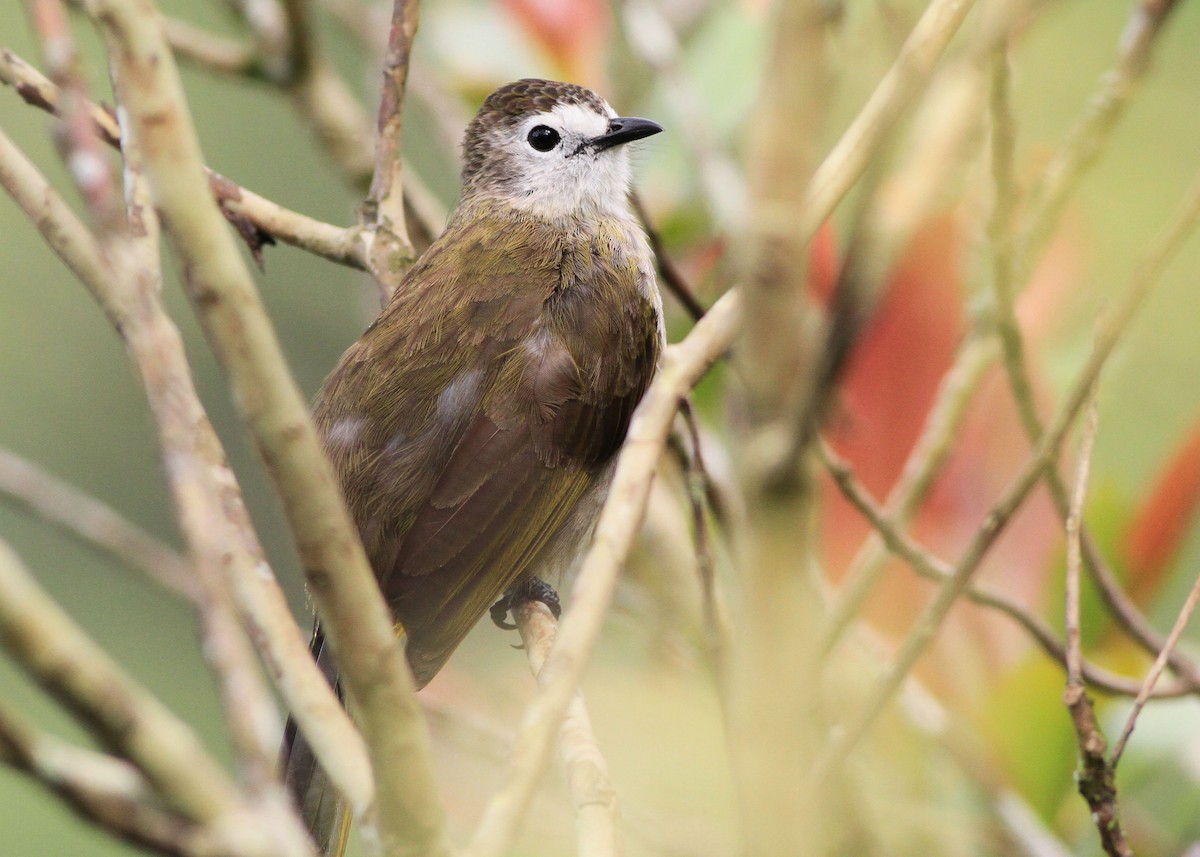 Pale-faced Bulbul - ML637869245